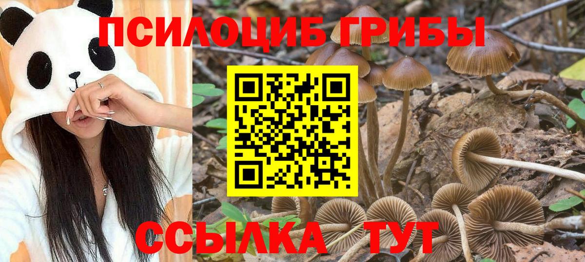 Галлюциногенные грибы Cubensis  Псилоцибиновые грибы мицелий  Строитель  Вход с VPN 